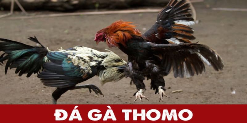 Chìa khóa thành công trong cá cược Thomo